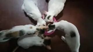 Kittens from 1st week to their 3rd month. V15