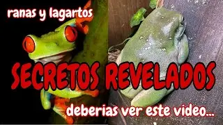 SECRETOS REVELADOS! La ALIMENTACIÓN y la HIDRATACIÓN de reptiles y anfibios. CAZADORES IMPLACABLES