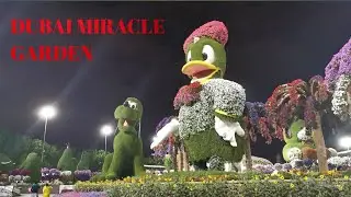 Dubai Miracle Garden / The World's Largest Natural Flower Garden / Uae