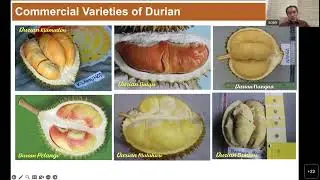 Production and post-harvest handling of mango and durian in Indonesia