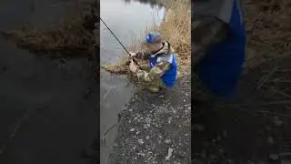 щука плывет домой