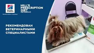Корм для снижения веса Hill’s Prescription Diet Metabolic: отзывы ветеринарных специалистов