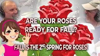 Don't Let Your Roses "Fall" this Summer into Autumn! Fall is the "2nd Spring For Roses