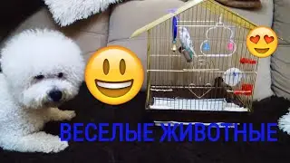 Катя кормит попугайчика)