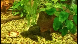 АНЦИСТРУС ВУАЛЕВЫЙ "СТРЕКОЗА" (Ancistrus dolichopterus)