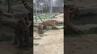 Давай поиграем