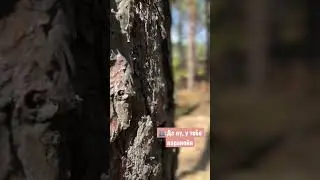 Видео развлекательное, а ситуация страшная😱#shorts