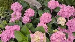 Гортензия 👍ПЕРЕМЕНЧИВАЯ🌞 ПРОДАЖА 👍