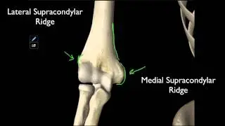 100 The Structures On The Distal Humerus