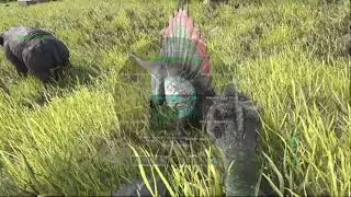 Ark Survival Xbox one (Offical PVE 598)