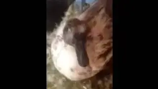 Broody duck sports fake lashes