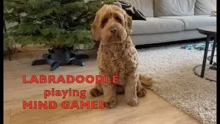 Labradoodle solving puzzles!