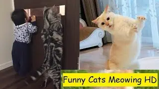 Top 10 Cats 2022  - Funny Cat Videos 2022 - Cat 2022 - 8 Out Of 10 Cats Does Countdown 2022 