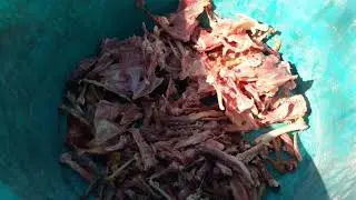 Лучшая Мясокостная подкормка для перепелов//Техасский перепел Хитрук Елена Украина