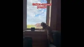 Собака слушает рассказ #video #dog #собака