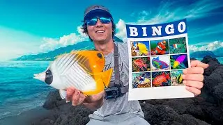 Aquarium Fish Bingo - HAWAII