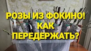 Как сохранить розы из Фокино до высадки?