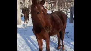 Жылқы // Тай // Horses