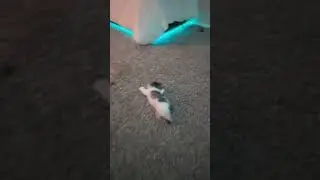 #cat #kittykawaii #cute #kitty #cuteanimals #animal #pets