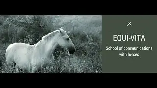 Работа с лошадью на свободе