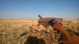 Охота на перепелку