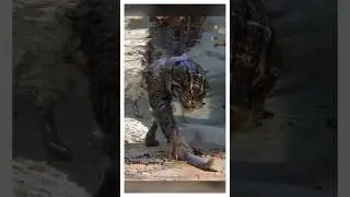 The cat is a fisherman, and also an excellent swimmer!