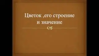 Цветок , его строение и значение