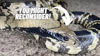 So you think you want a false water cobra huh? Pros and cons after one year of ownership!