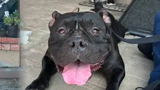 NEGRA   SD 480p