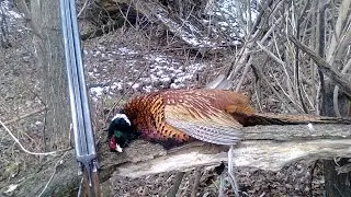 Hunting for a pheasant. Closing of the season 2016
