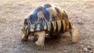 Tortoises