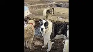 🐶 köpek 🌹