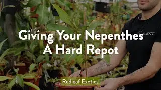 Giving Your Nepenthes A Hard Repot
