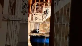 ❤️Попугай Пиррура Кукуша. 🤔скрытая камера 