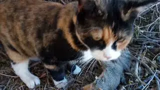 Natural Selection (In Gizmode)