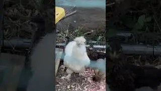 Rescue chicken and babies get first taste of freedom from bullies! #backyardchickens #rescueanimals