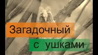 Птенец ушастой совы