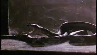 Мамба (1988) Бг аудио