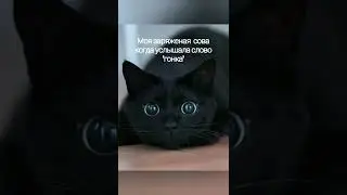 Зид сова