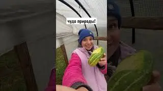 😱ОГУРЕЦ МУТАНТ😂 