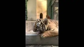 One cute tiger cub