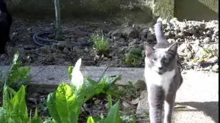 Pippetto Kiri ti viene incontro