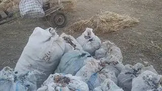 Тахиаташ мал базары