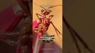 The Deadliest Ant In The World!!!