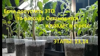 Рассада остановится - Если Этого не сделать. Не пропустите момент. Что делать если рассада в стрессе