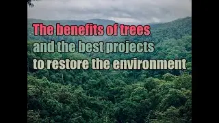 The Benefits of Trees and The Best Projects To Restore The Global Environment !!