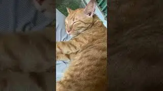 A peaceful sleepy cat