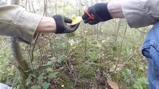 Kislovodsk. Mushroom picking trip. September 29, 2023.