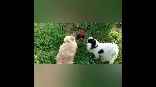 Заботливые собачки!