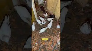 #pigeon